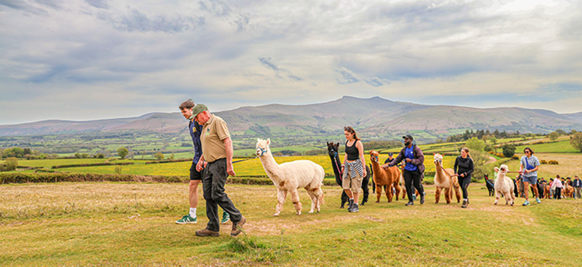 A group of students walking alpacca's with mountains in the distance