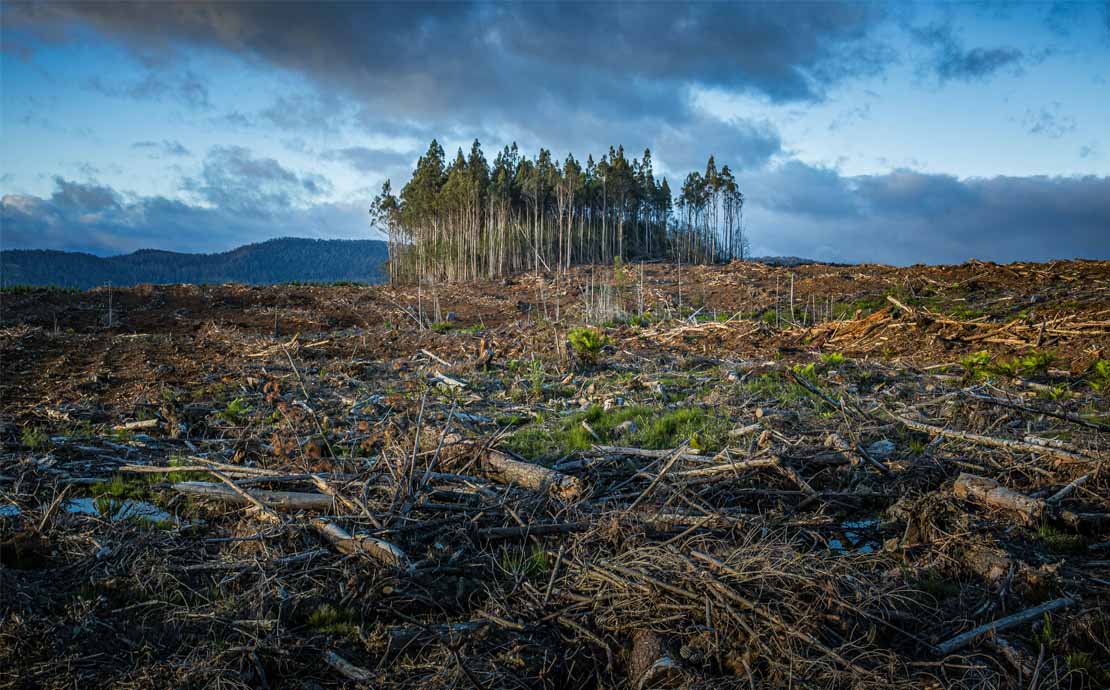 An image of deforestation