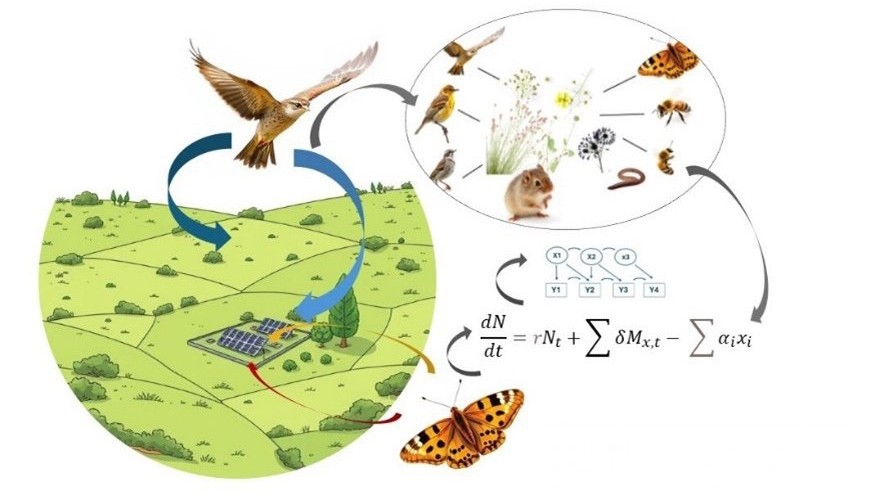 image displaying biodiversity at a solar park