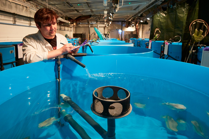 Ben studying lumpfish