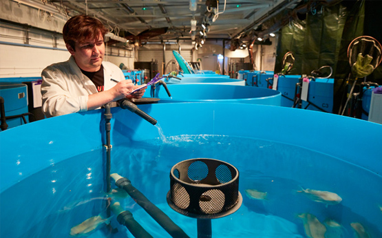 Ben studying lumpfish