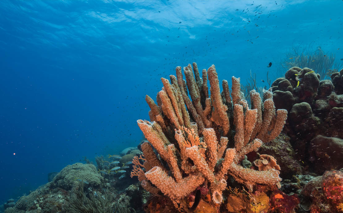 coral in clear blue waters