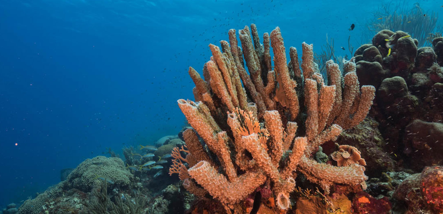 Coral