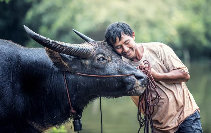 Man embracing a cow. A new study by Swansea University has examined the connection between domesticated animals and the way viruses spread between humans and wildlife.