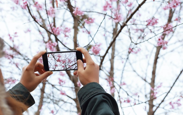 An image on a smartphone screen - carbon nanotubes are used in touchscreen displays