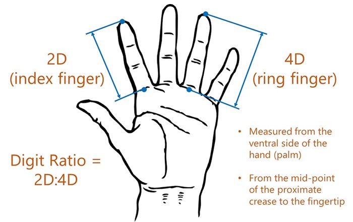 The study was based on the relationship between the length of a person’s index and ring fingers, known as the 2D:4D ratio.