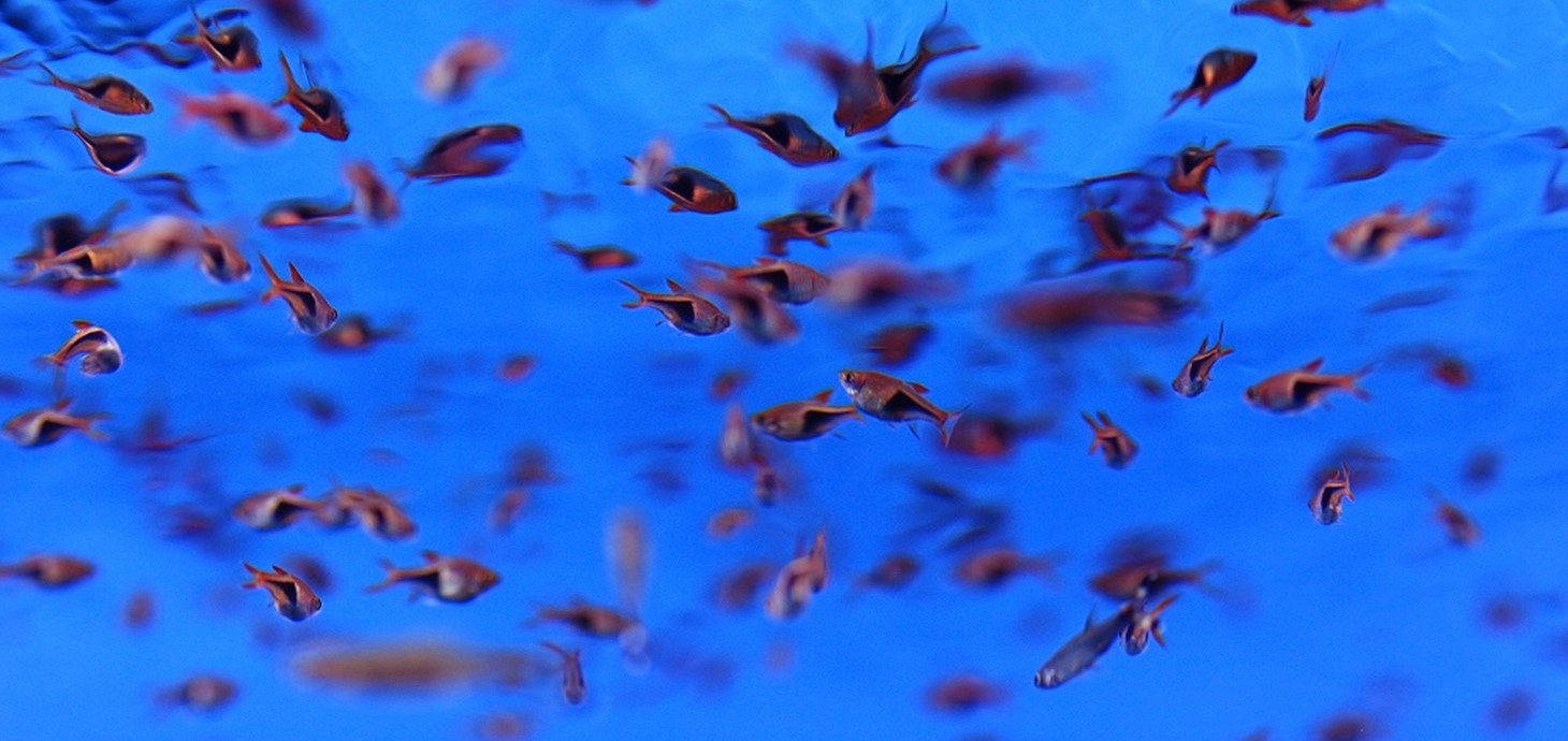 Fish swimming: increased global temperatures help invasive species establish themselves in ecosystems, new research led by a Swansea University bioscientist has shown. 