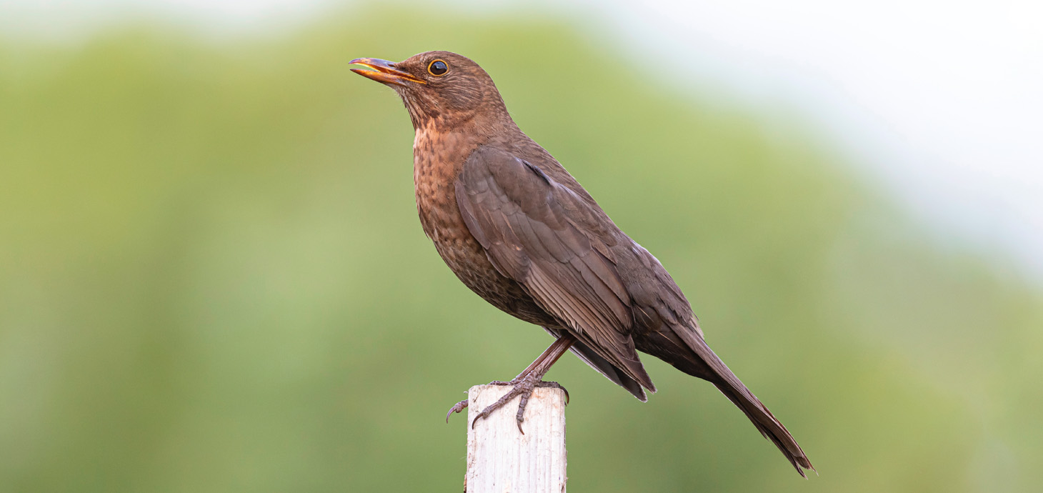 A common blackbird 