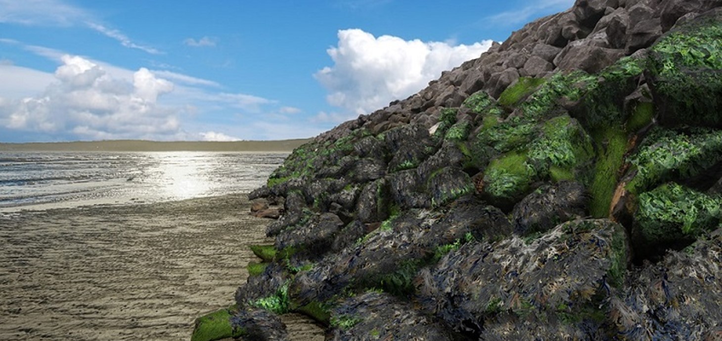 Coastline: seeing a larger number of species on urban coastlines - from marine animals to seaweed - is likely to improve the wellbeing of local people and visitors, new research from a team at Swansea University has revealed.