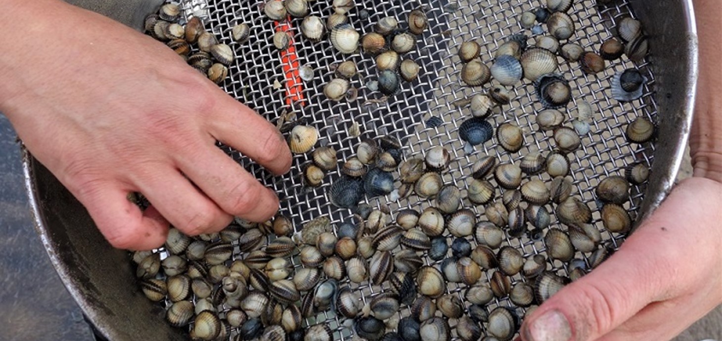 Cockles: cleaner water is linked with smaller cockles that die younger, Swansea research reveals