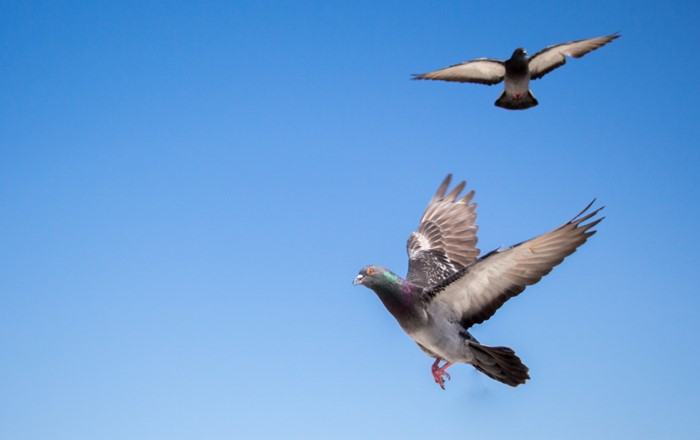 Pigeons flying.