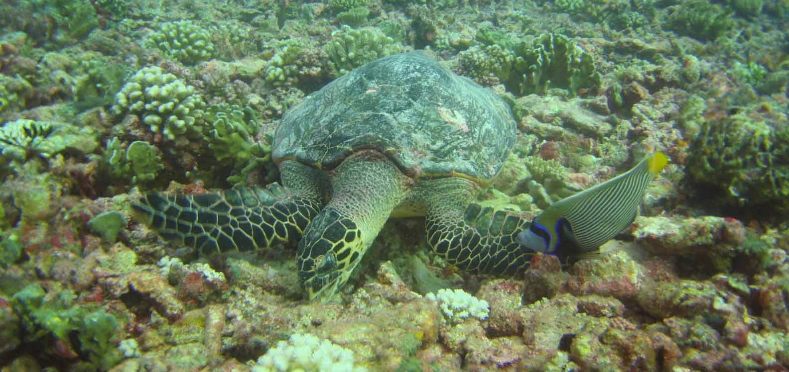 Hawksbill foraging on coral reef 