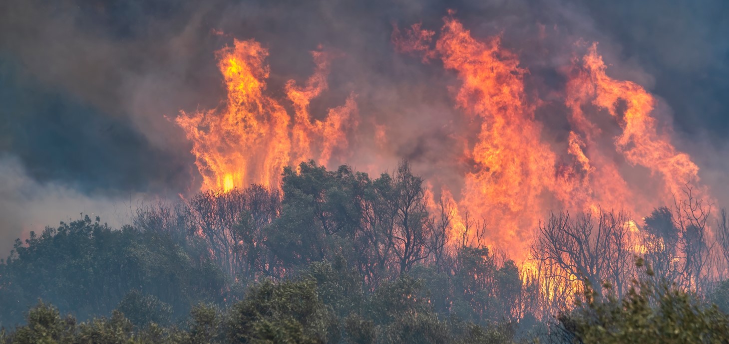 Wildfire burning through trees