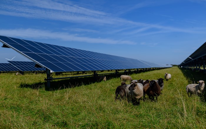 A photo showing a field with solar panels. Underneath the panels, sheep are grazing. (Credit: Snapshot freddy - Shutterstock)