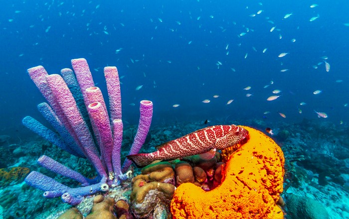 Fish swimming past coral and marine sponge