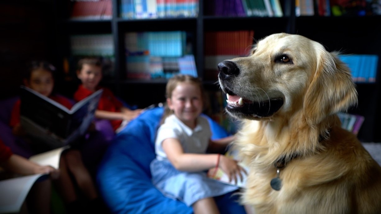 A photo of school dog Barney. In the background there are children from Oldcastle Primary School sitting on bean bags as they read. Credit: Simon Dando.