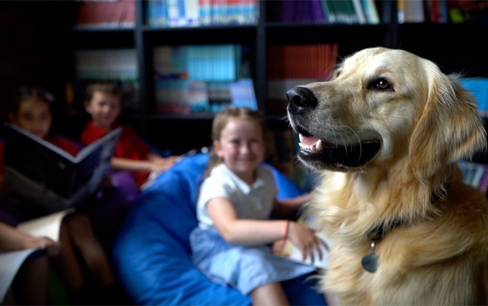 A photo of school dog Barney. In the background there are children from Oldcastle Primary School sitting on bean bags as they read. Credit: Simon Dando.