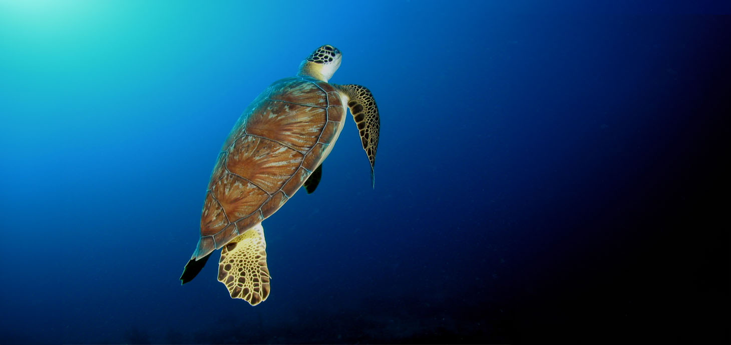 A green turtle comes up for air. Credit: R. D. and B. S. Kirkby.