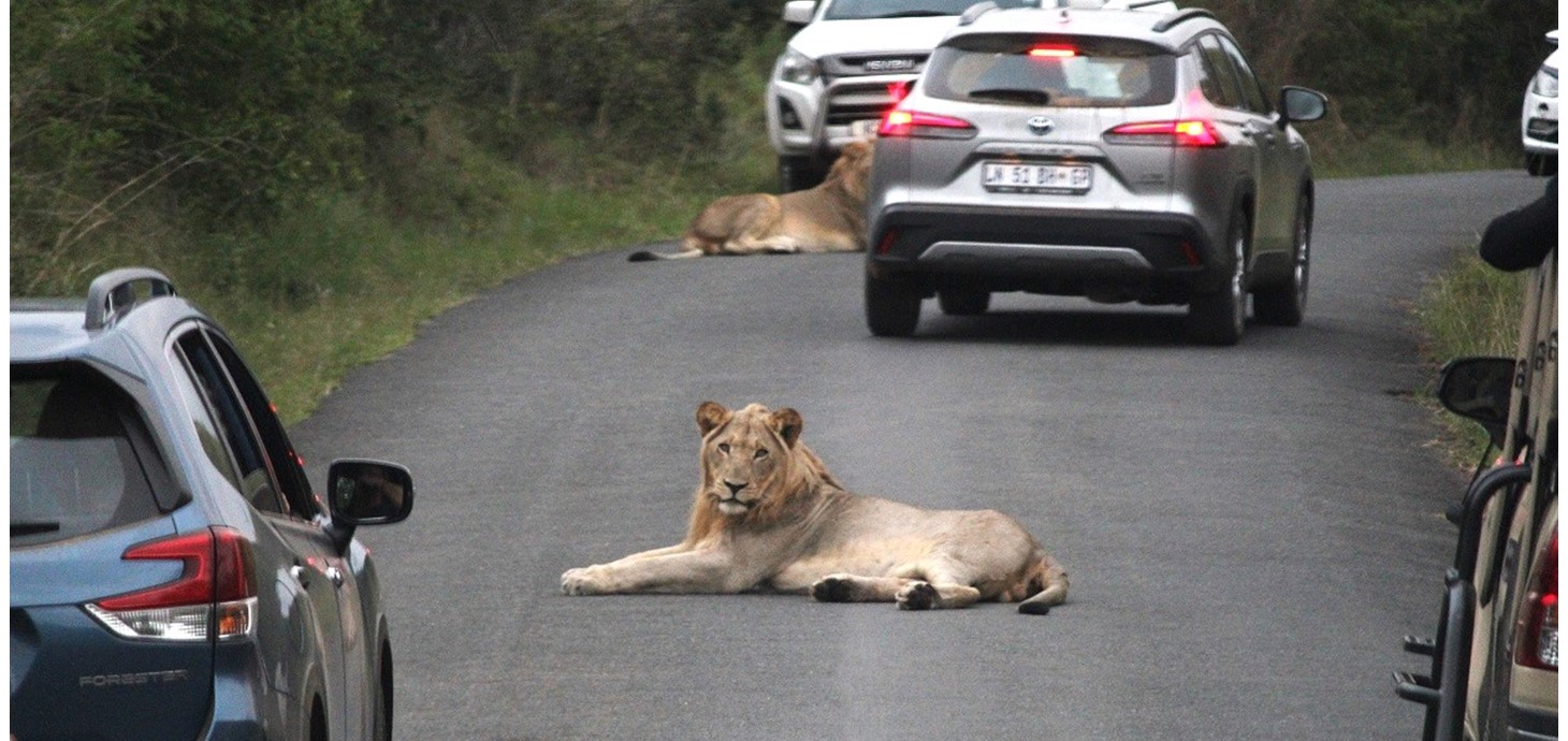 Young African lions on the road in Hluhluwe National Park, South Africa. When they leave their mothers, young male lions have to disperse to find new territories. To do this, they travel through the savannah, now dominated by roads and tourist activities, which impact their movements and behaviour