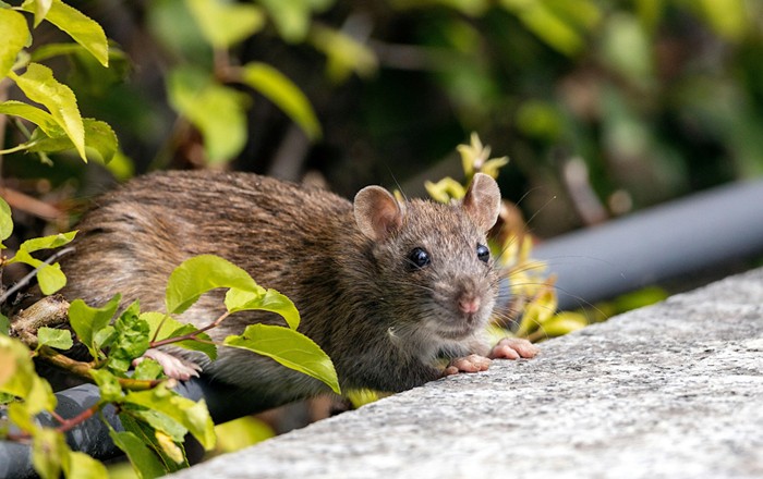 A Norway rat (Rattus norvegicus) beside green leaves. The rat is standing on a metal pole and holding on to a wall. Credit: Denitsa Kireva.