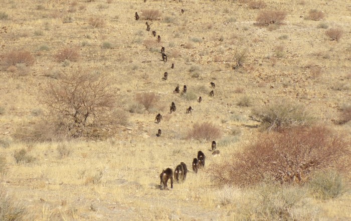 A baboon progression