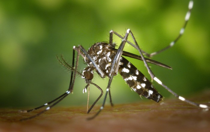 Close-up photo of mosquito feeding on a surface