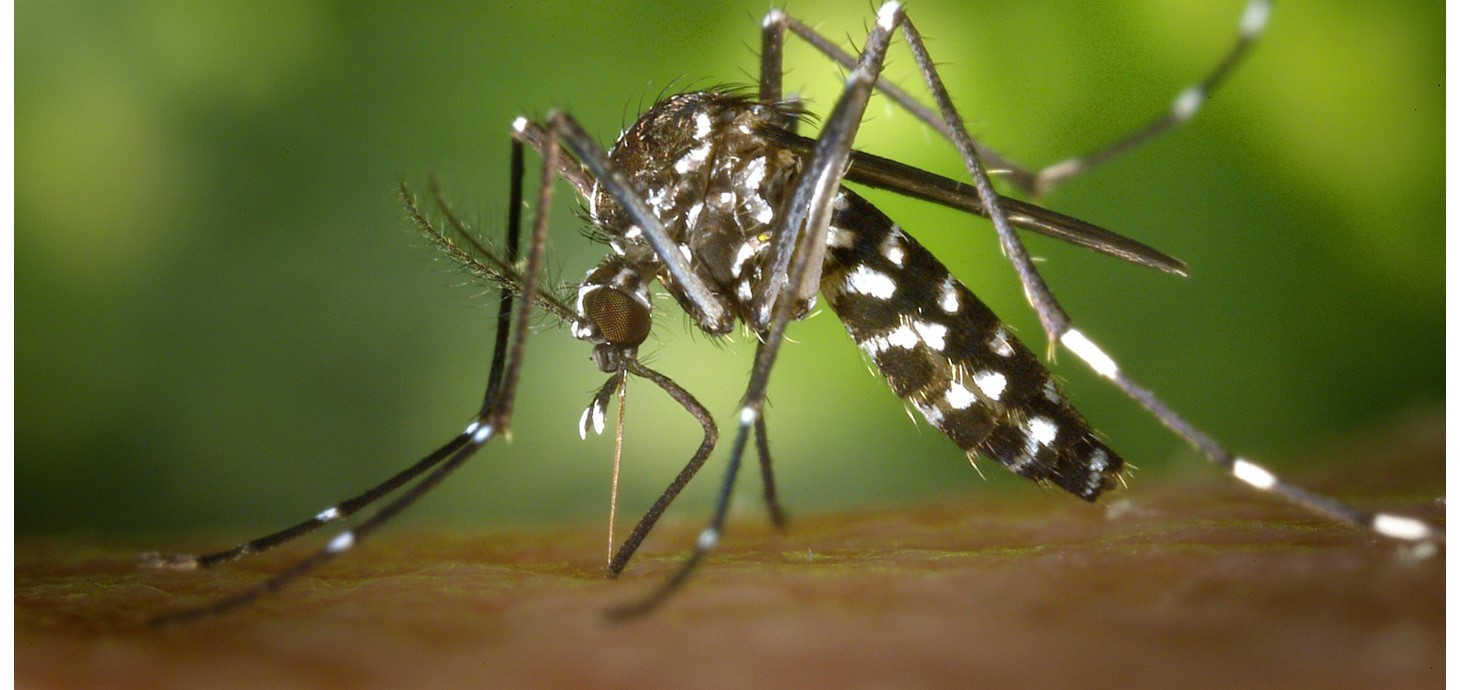 Close-up photo of mosquito feeding on a surface