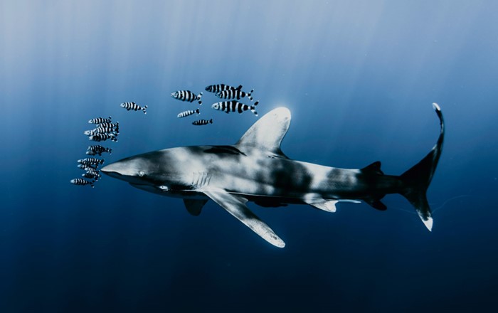 Oceanic whitetip shark swimming with a school of pilot fish in the deep blue ocean waters: Daniel Torobekov (Pexels)