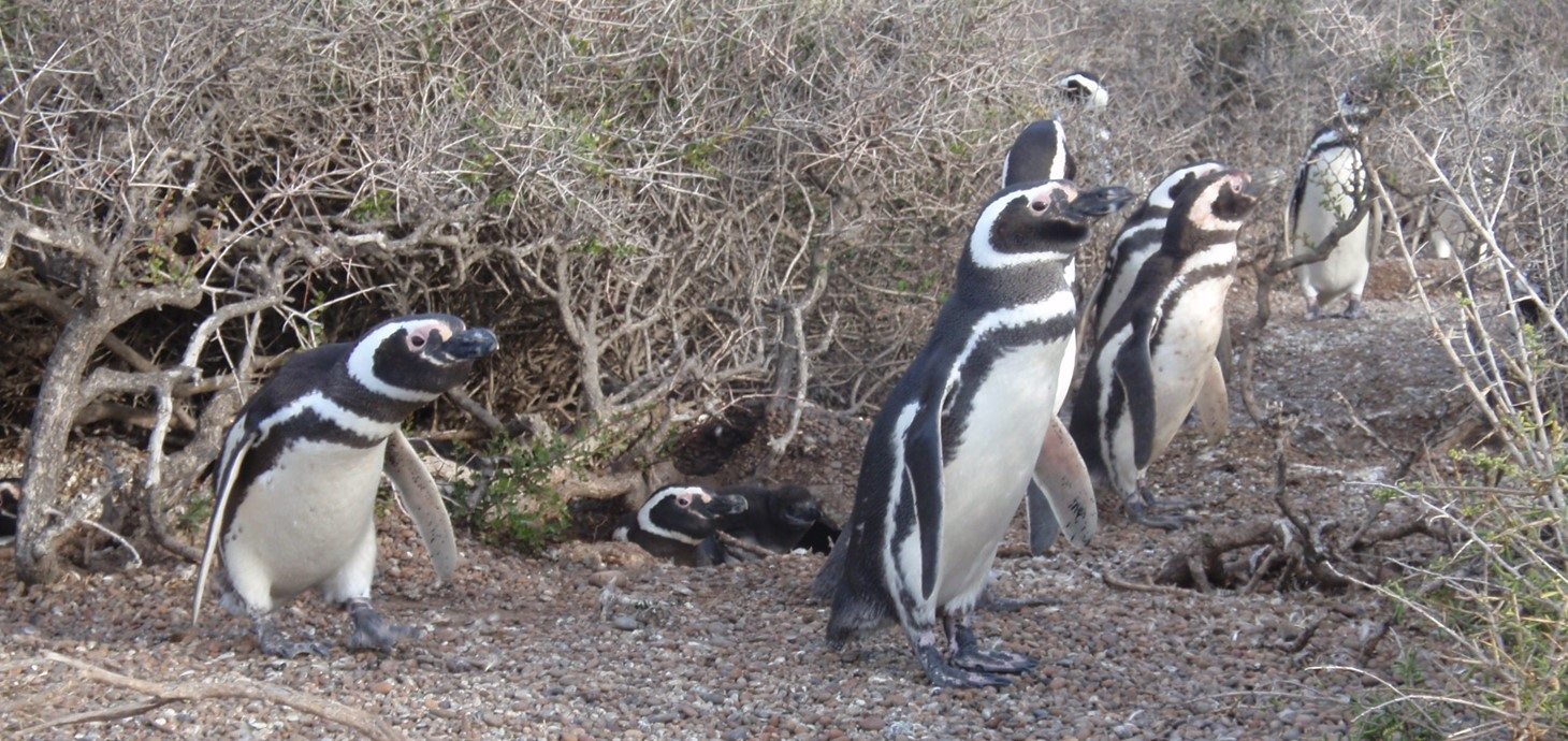 Magellanic penguins gather at their breeding colony after returning from long journeys at sea
