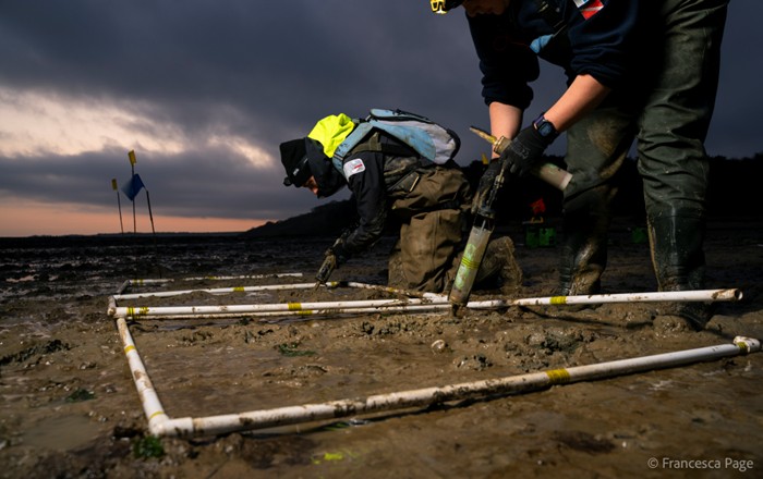 A photo of two people working to restore seagrass in Thorness, Isle of Wight. Photo credit: Francesca Page.