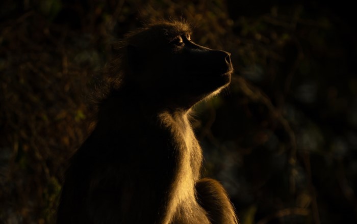 A baboon rests sitting upright in low light