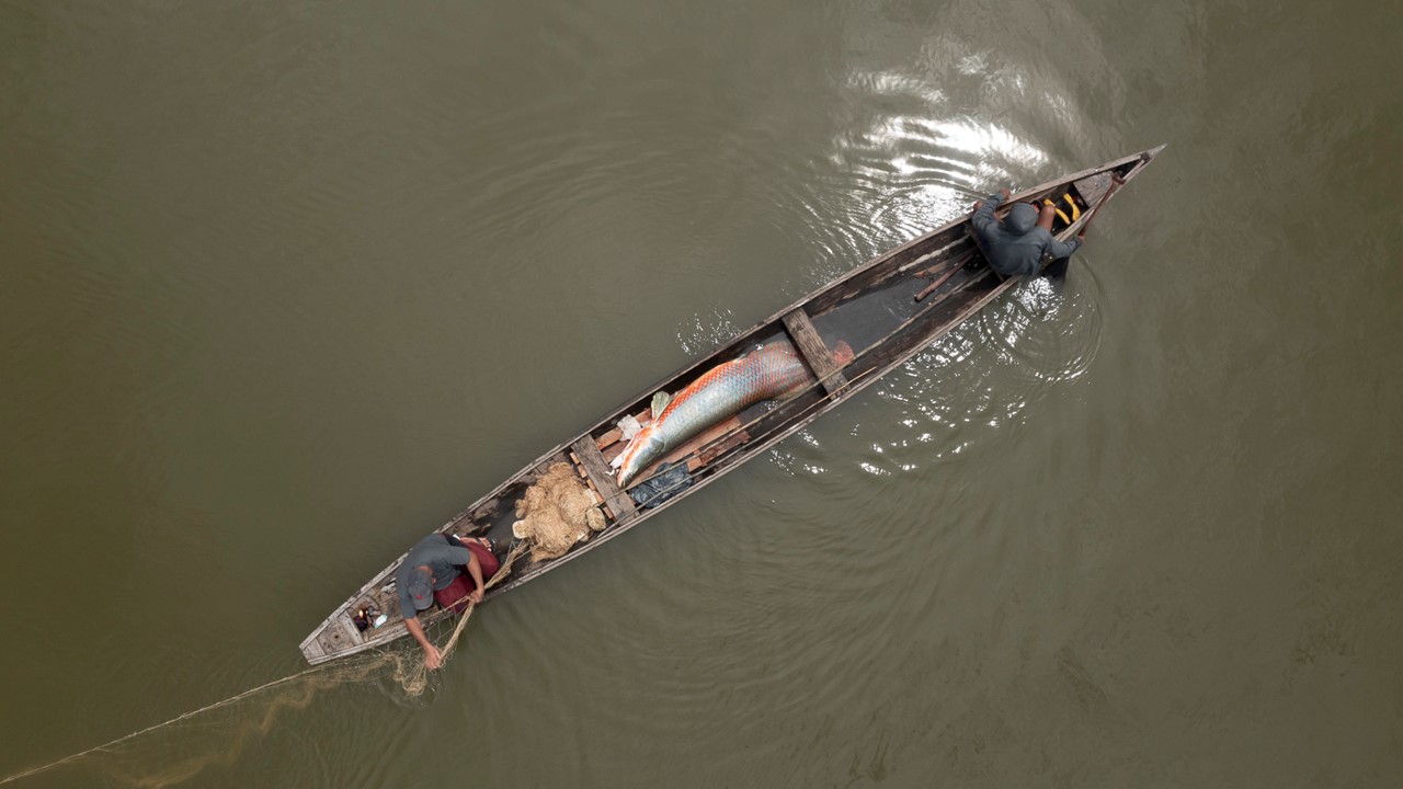 Aerial photo of fisherman in a narrow boat carrying a large fish