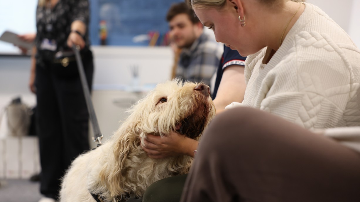 A Swansea University student interacting with school dog Carlo. Credit: NSDA.