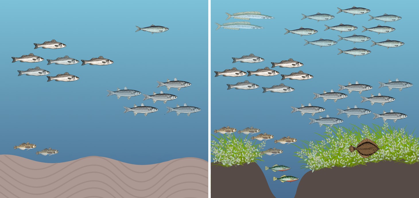 Graphical abstract of the study findings