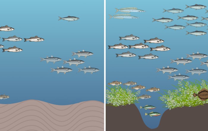 Graphical abstract of the study findings