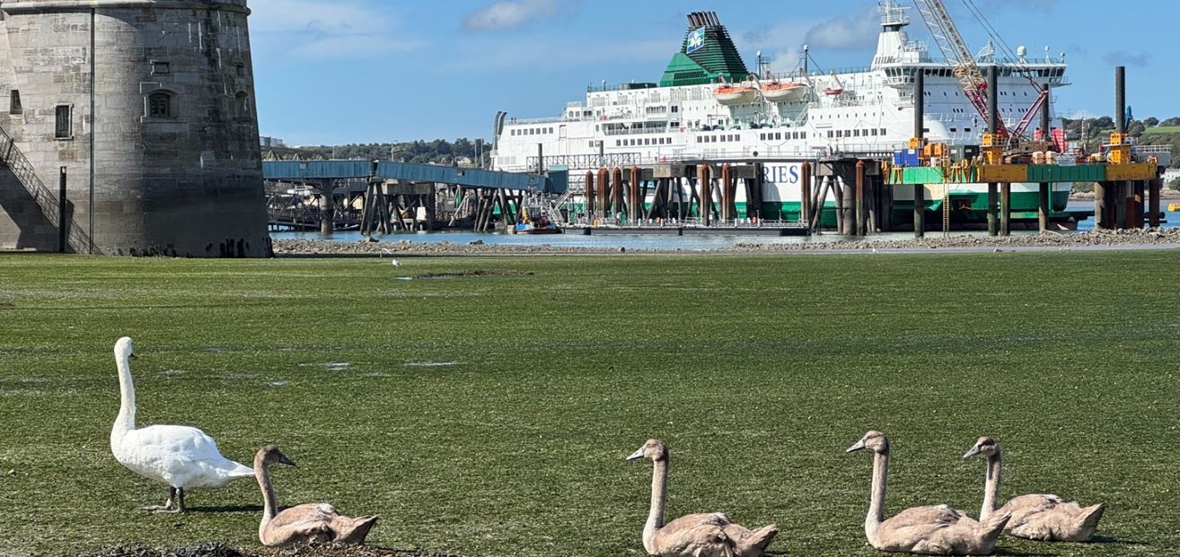 Four birds stand on grass with large ferry in the background.