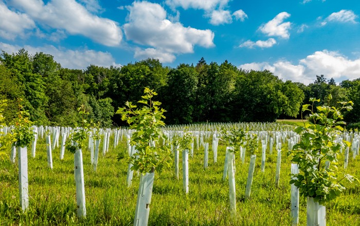 Field of tree saplings with woodland in background