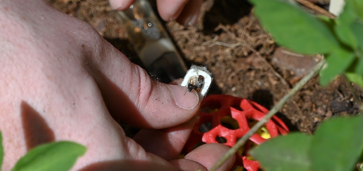 A red wood ant being reintroduced in Comer Woods.