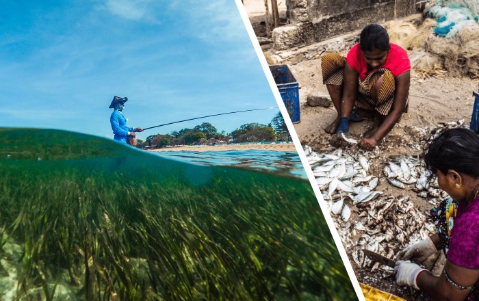 (Left) Fisher in seagrass (Enhalus acoroides), Sanur, Bali, Indonesia. Credit: Benjamin Jones | Project Seagrass. (Right) Women prepare seagrass catch, Sri Lanka. Credit: Benjamin Jones | Project Seagrass. 