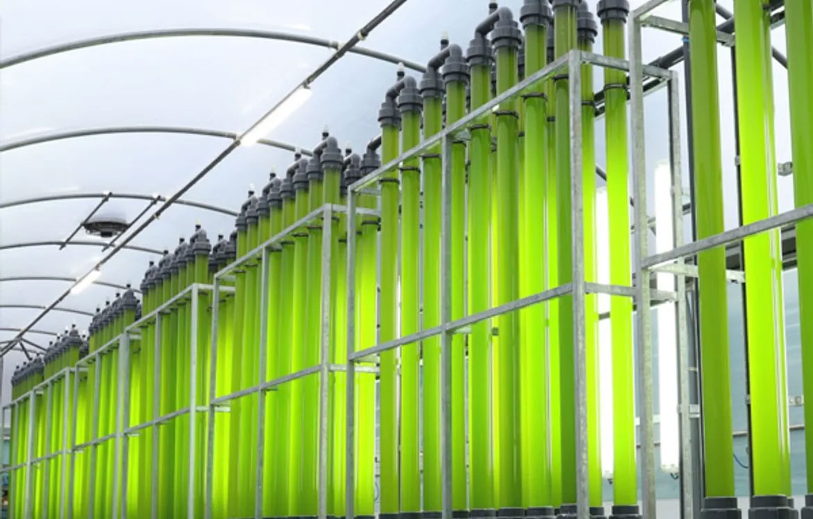 Large tubes filled with green algae