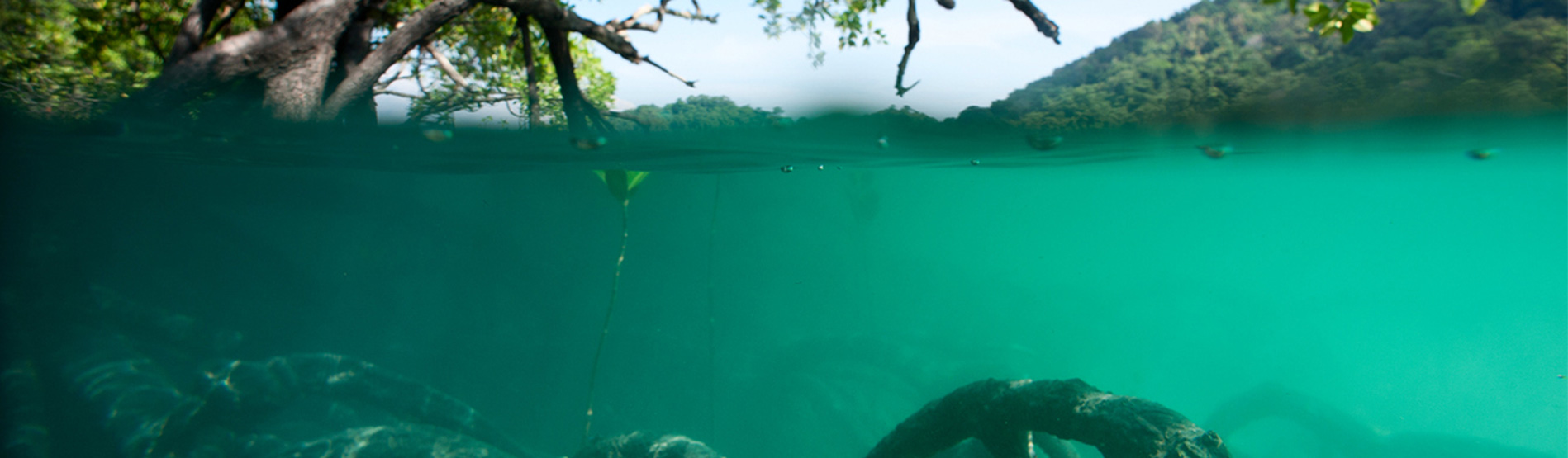 Mangroves in Africa