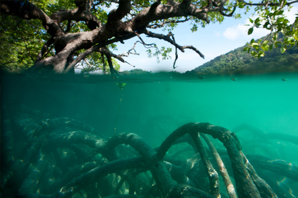 Mangroves in West Africa