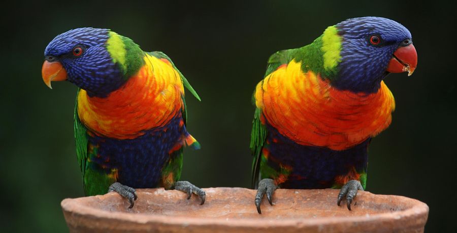 Cockatiels