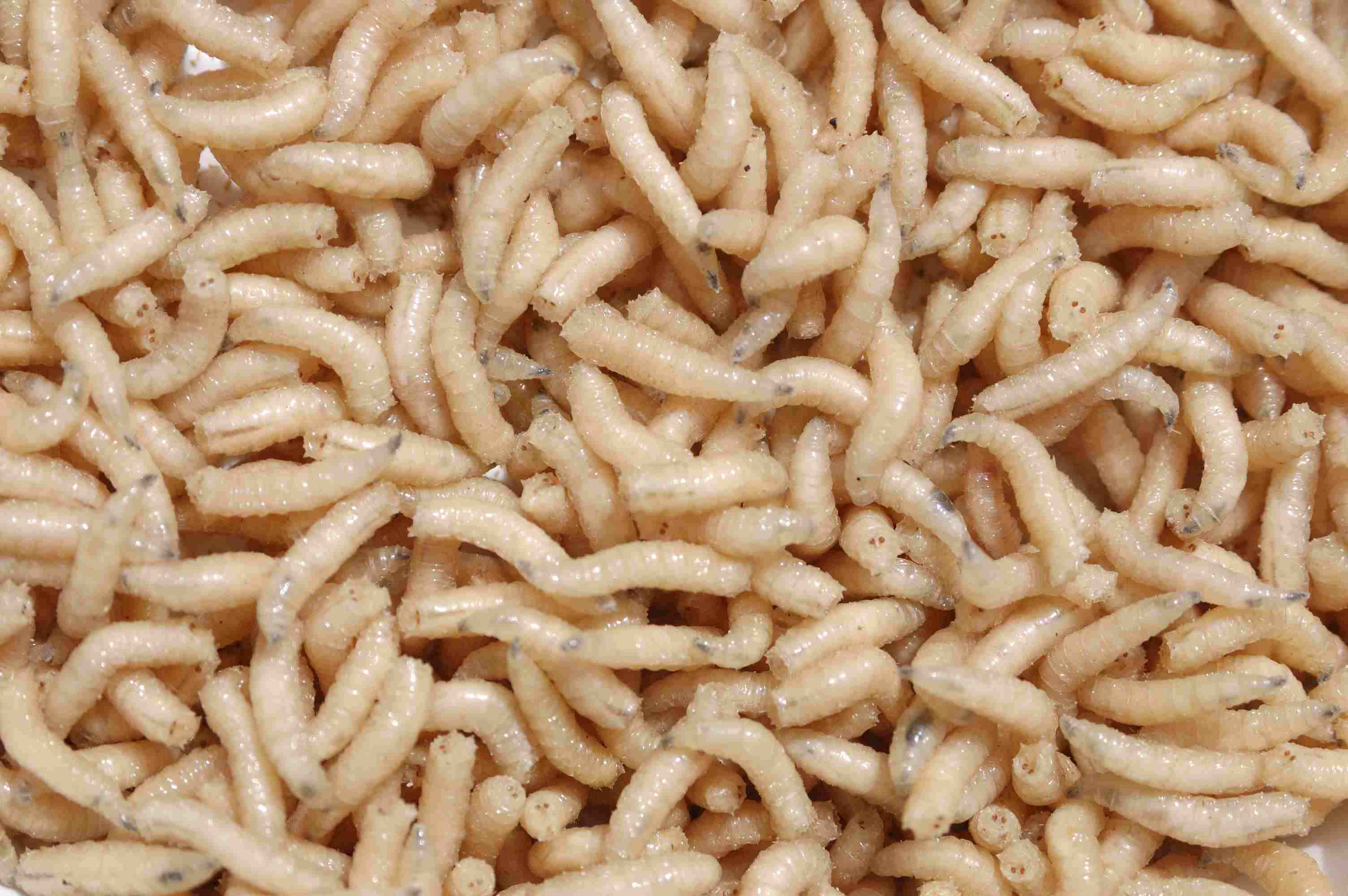 Maggots