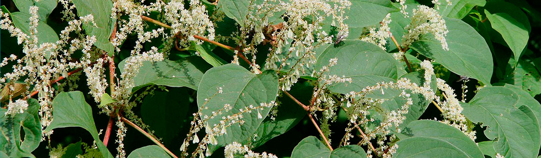 Japanese Knotweed control