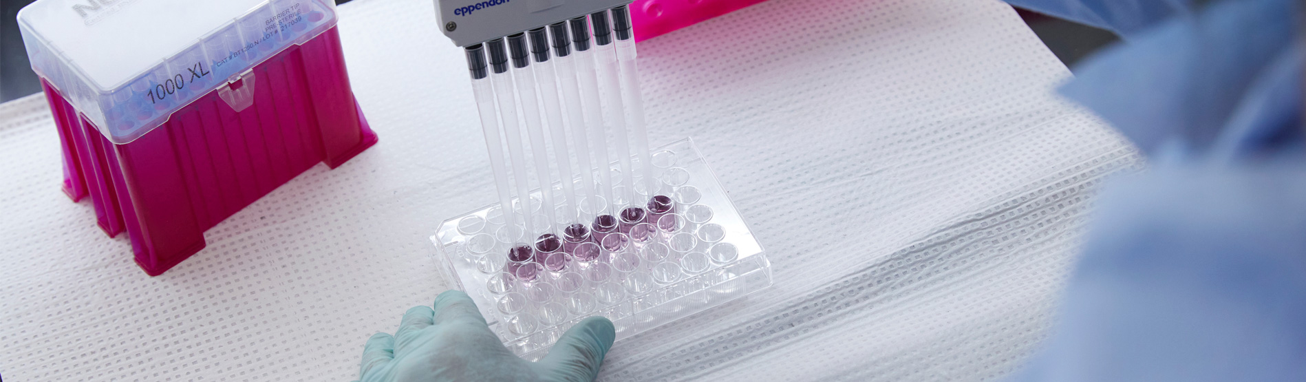A person squeezing multiple syringes into a sampling tray