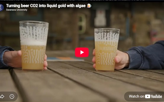 Two pints of Bluestone Brewery beer being held on a table.