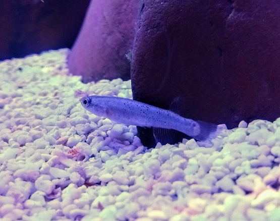 Tilapia