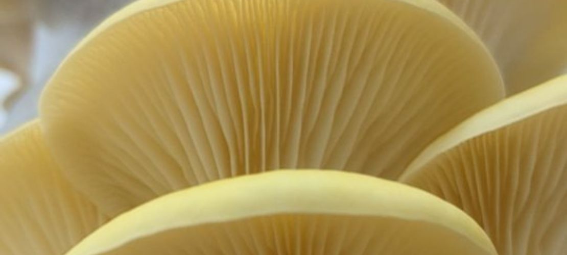 Mushrooms