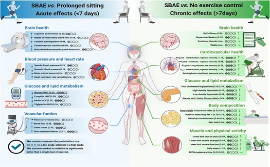 The Efficacy of Short Bouts of Accumulated Exercise